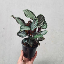 Load image into Gallery viewer, Calathea Northern Sky - 100mm
