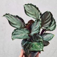 Load image into Gallery viewer, Calathea Northern Sky - 100mm
