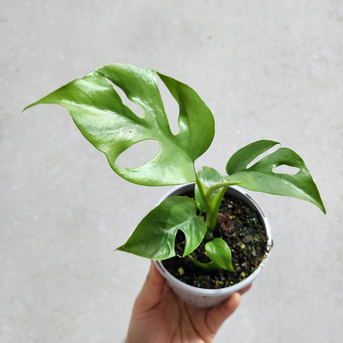 Rhaphidophora tetrasperma Mini Monstera - 105mm