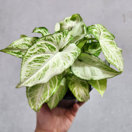 Syngonium Randy - 130mm