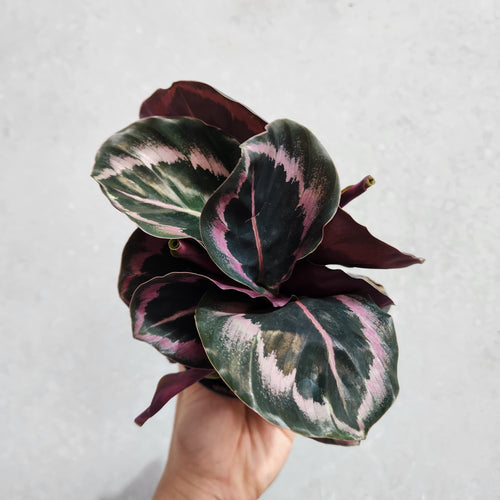 Calathea Red Mojo - 100mm