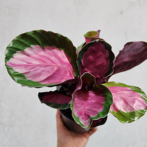 Calathea Rosy - 100mm