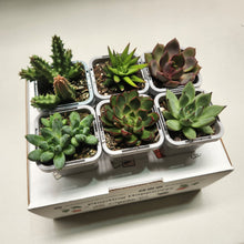 Load image into Gallery viewer, Succulent Starter Mixed Pack (6 Assorted Potted Succulents - 66mm)
