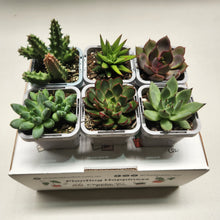Load image into Gallery viewer, Succulent Starter Mixed Pack (6 Assorted Potted Succulents - 66mm)
