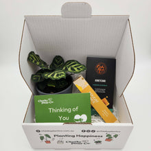 Load image into Gallery viewer, Thinking of You / Comforting Condolence Plant Gift Box
