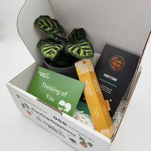Load image into Gallery viewer, Thinking of You / Comforting Condolence Plant Gift Box
