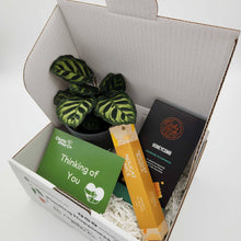 Load image into Gallery viewer, Thinking of You / Comforting Condolence Plant Gift Box
