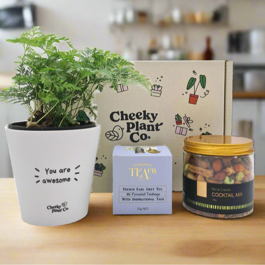 Positive Vibes - Plant Gift Box