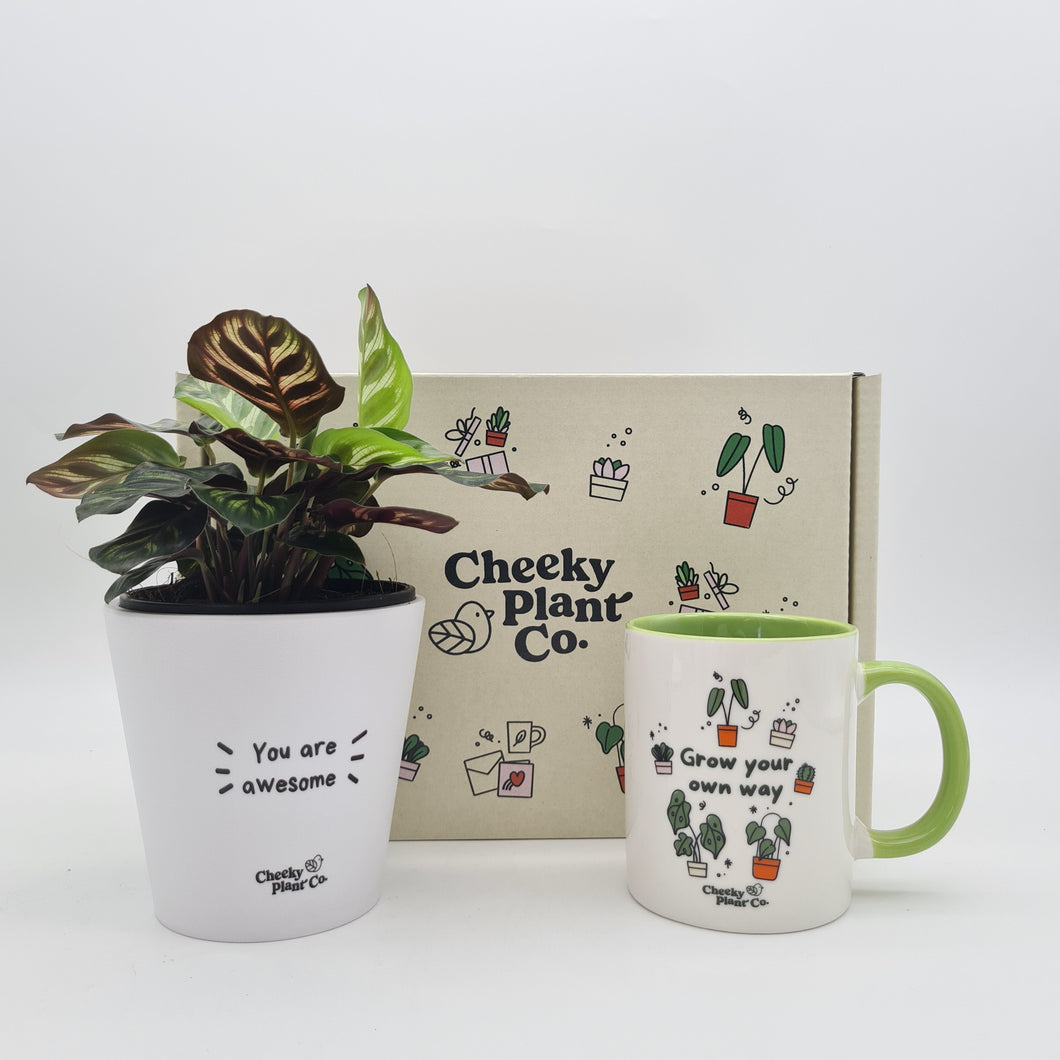 Positive Motivation - Plant Gift Box