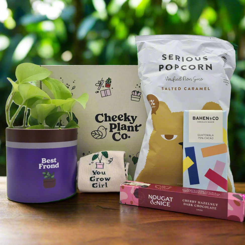 Best Frond Plant Gift Box