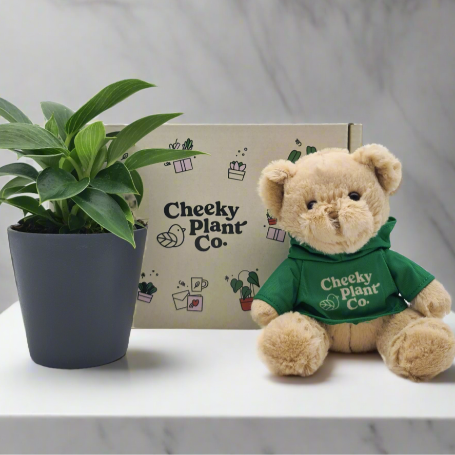 Teddy Bear & Plant Gift Box