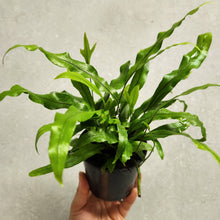 Load image into Gallery viewer, Microsorum Diversifolium Kangaroo Fern - 100mm

