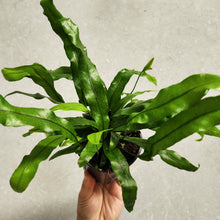 Load image into Gallery viewer, Microsorum Diversifolium Kangaroo Fern - 100mm
