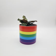 Load image into Gallery viewer, Rainbow - Cheeky Plant Co. Pot - 12.5cmD x 12cmH

