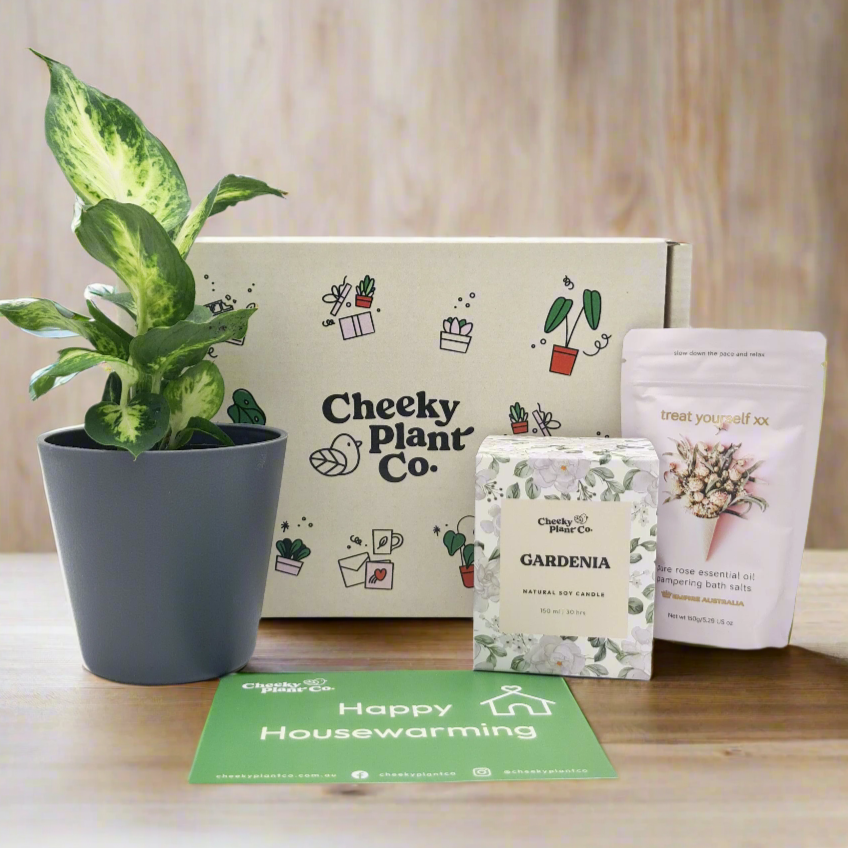 Housewarming - Plant Gift Box