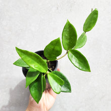 Load image into Gallery viewer, Hoya carnosa - 100mm
