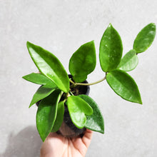 Load image into Gallery viewer, Hoya carnosa - 100mm
