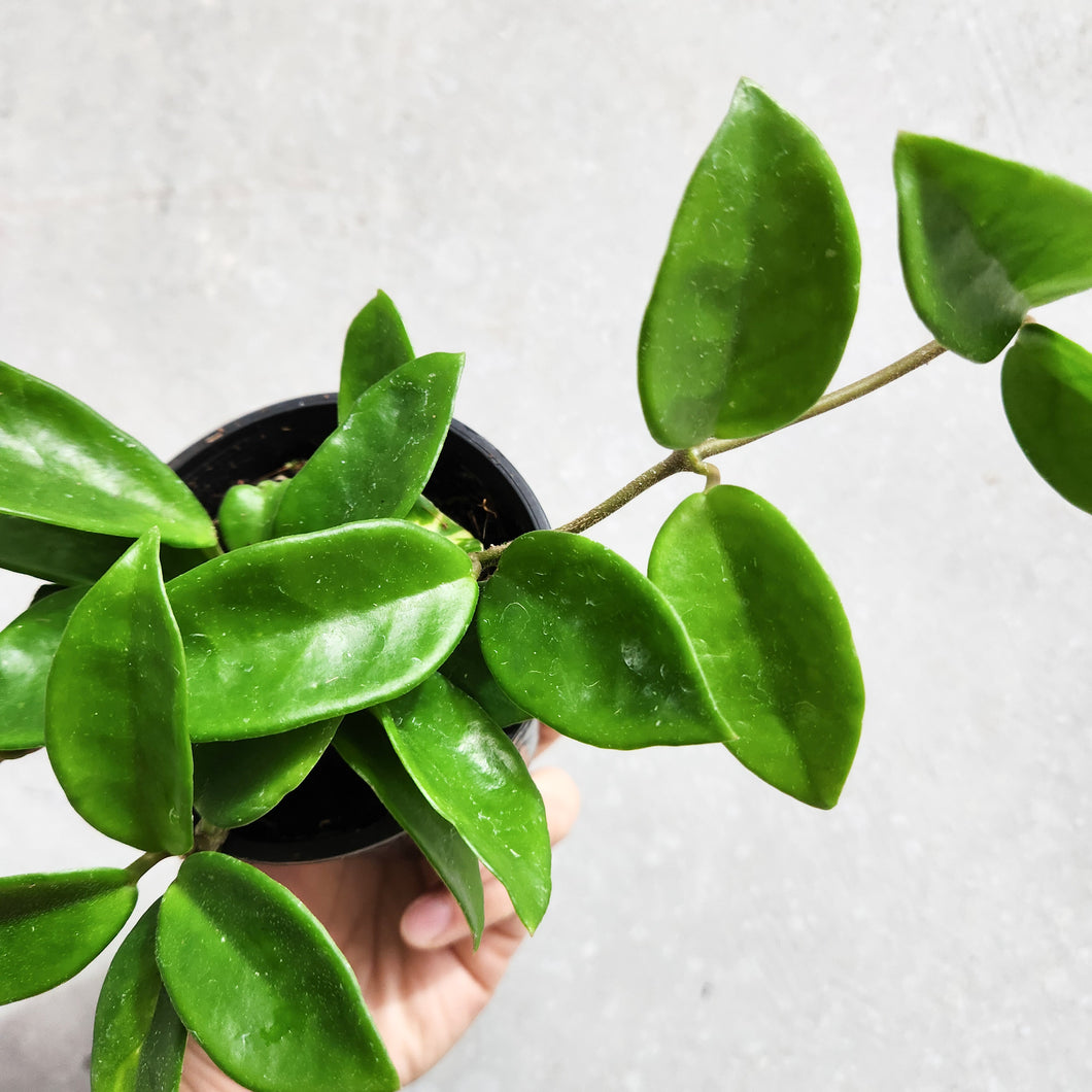 Hoya carnosa - 100mm