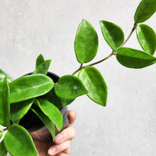 Load image into Gallery viewer, Hoya carnosa - 100mm
