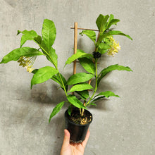 Load image into Gallery viewer, Hoya Shooting Star - 100mm
