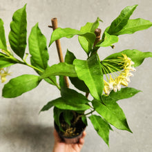 Load image into Gallery viewer, Hoya Shooting Star - 100mm
