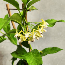 Load image into Gallery viewer, Hoya Shooting Star - 100mm
