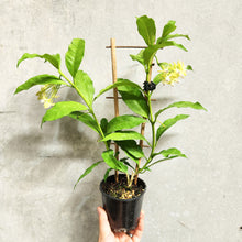 Load image into Gallery viewer, Hoya Shooting Star - 100mm
