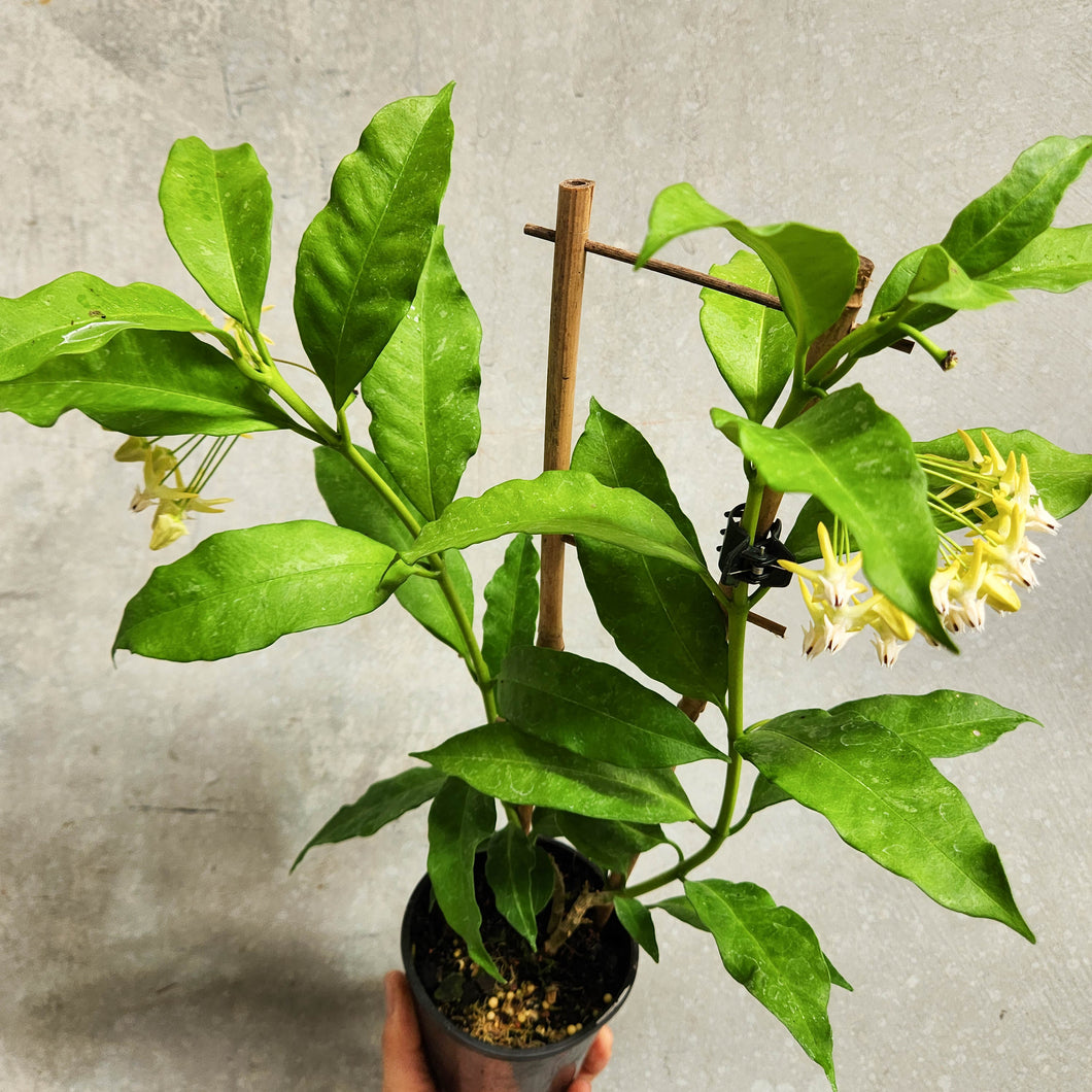 Hoya Shooting Star - 100mm