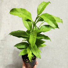 Load image into Gallery viewer, Hoya Shooting Star - 100mm
