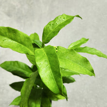 Load image into Gallery viewer, Hoya Shooting Star - 100mm
