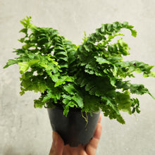 Load image into Gallery viewer, Nephrolepis Boston Fern &#39;Pom Pom&#39; - 100mm
