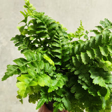 Load image into Gallery viewer, Nephrolepis Boston Fern &#39;Pom Pom&#39; - 100mm

