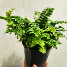 Load image into Gallery viewer, Nephrolepis Boston Fern &#39;Pom Pom&#39; - 100mm
