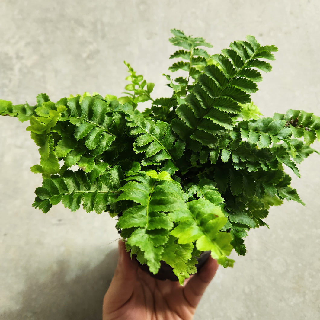Nephrolepis Boston Fern 'Pom Pom' - 100mm