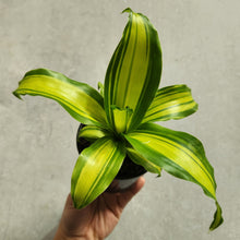 Load image into Gallery viewer, Dracaena fragrans Marley - 100mm
