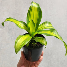 Load image into Gallery viewer, Dracaena fragrans Marley - 100mm
