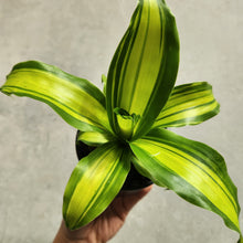Load image into Gallery viewer, Dracaena fragrans Marley - 100mm
