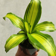 Load image into Gallery viewer, Dracaena fragrans Marley - 100mm
