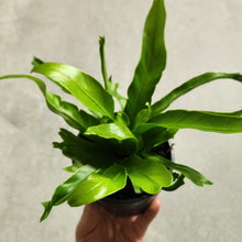 Load image into Gallery viewer, Asplenium Crissie - Bird&#39;s Nest Fern - 100mm
