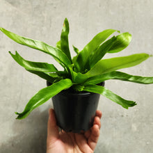 Load image into Gallery viewer, Asplenium Crissie - Bird&#39;s Nest Fern - 100mm
