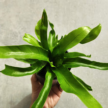 Load image into Gallery viewer, Asplenium Crissie - Bird&#39;s Nest Fern - 100mm
