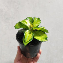 Load image into Gallery viewer, Hoya Australis &#39;Lisa&#39; - 100mm
