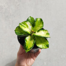 Load image into Gallery viewer, Hoya Australis &#39;Lisa&#39; - 100mm
