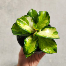 Load image into Gallery viewer, Hoya Australis &#39;Lisa&#39; - 100mm
