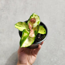 Load image into Gallery viewer, Hoya Australis &#39;Lisa&#39; - 100mm
