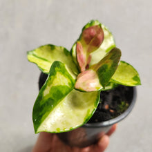Load image into Gallery viewer, Hoya Australis &#39;Lisa&#39; - 100mm
