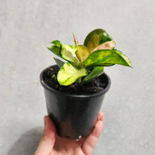 Load image into Gallery viewer, Hoya Australis &#39;Lisa&#39; - 100mm
