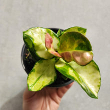 Load image into Gallery viewer, Hoya Australis &#39;Lisa&#39; - 100mm
