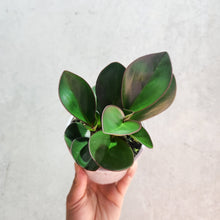 Load image into Gallery viewer, Peperomia clusiifolia Red Edge - 105mm
