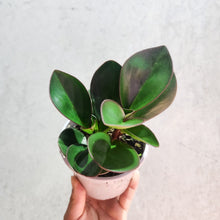 Load image into Gallery viewer, Peperomia clusiifolia Red Edge - 105mm
